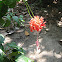 Japanese Lantern, Coral Hibiscus