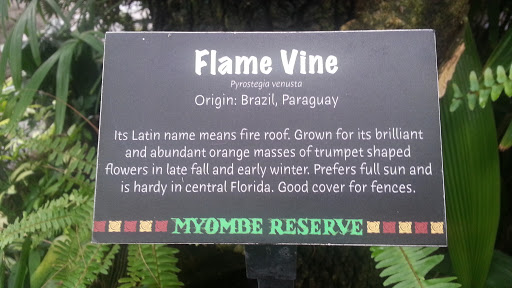 Flame Vine of Myombe Reserve
