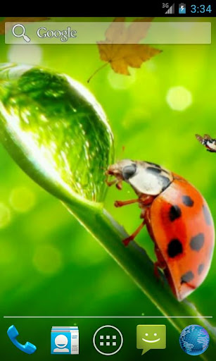 Ladybug HD. Live wallpaper.