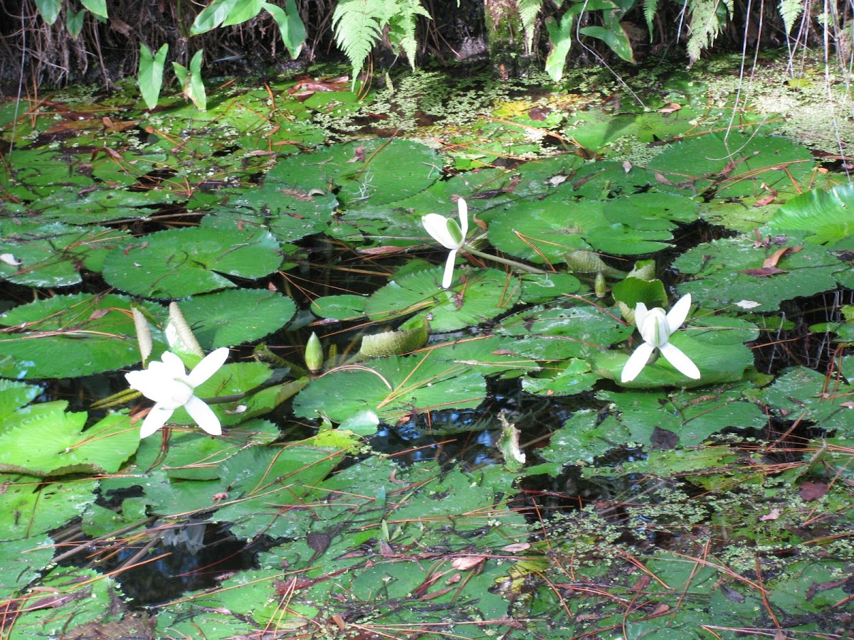 White Lotus of Egypt or Night Bloomers