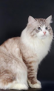 How to mod Siberian Cat Wallpapers patch 1.0 apk for android