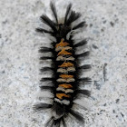 Caterpillar of milkweed tussock moth