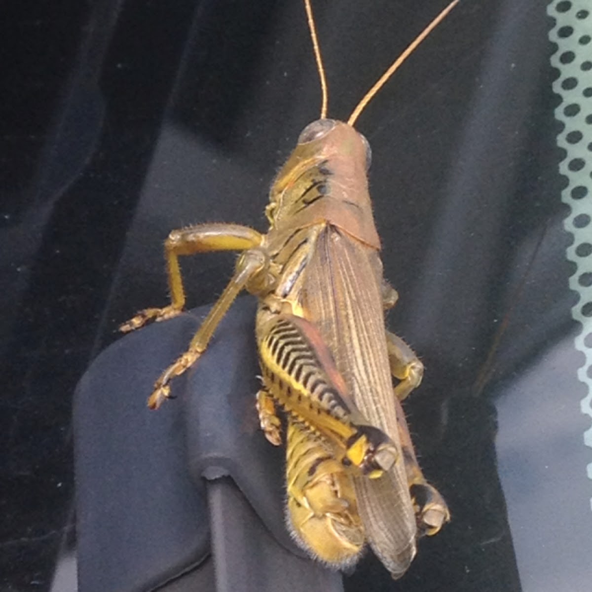 Differential Project Noah