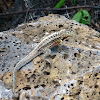 Galápagos Lava lizard