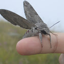 Moth (Falena)