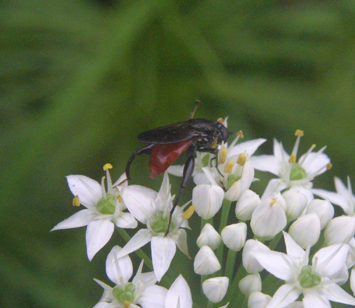 Syrphid Fly (Wasp Mimic)