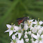 Syrphid Fly (Wasp Mimic)