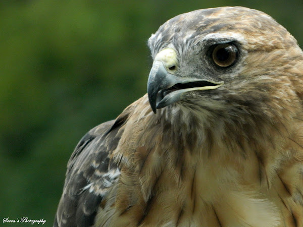 Red-tailed Hawk | Project Noah