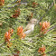 Chiffchaff; Mosquitero Común