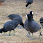 American Coot