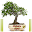 transport in plants Download on Windows