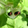 Leaf Beetles - Flea Beetles