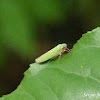 Leaf hopper