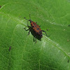 Cocklebur Weevil