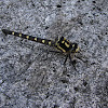 Delta-Spotted Spiketail