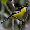 Yellow-breasted Boatbill