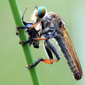 by Ricky Lendarizch - Animals Insects & Spiders