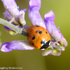 Seven-spotted ladybeetle