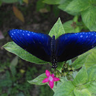 Striped Blue Crow