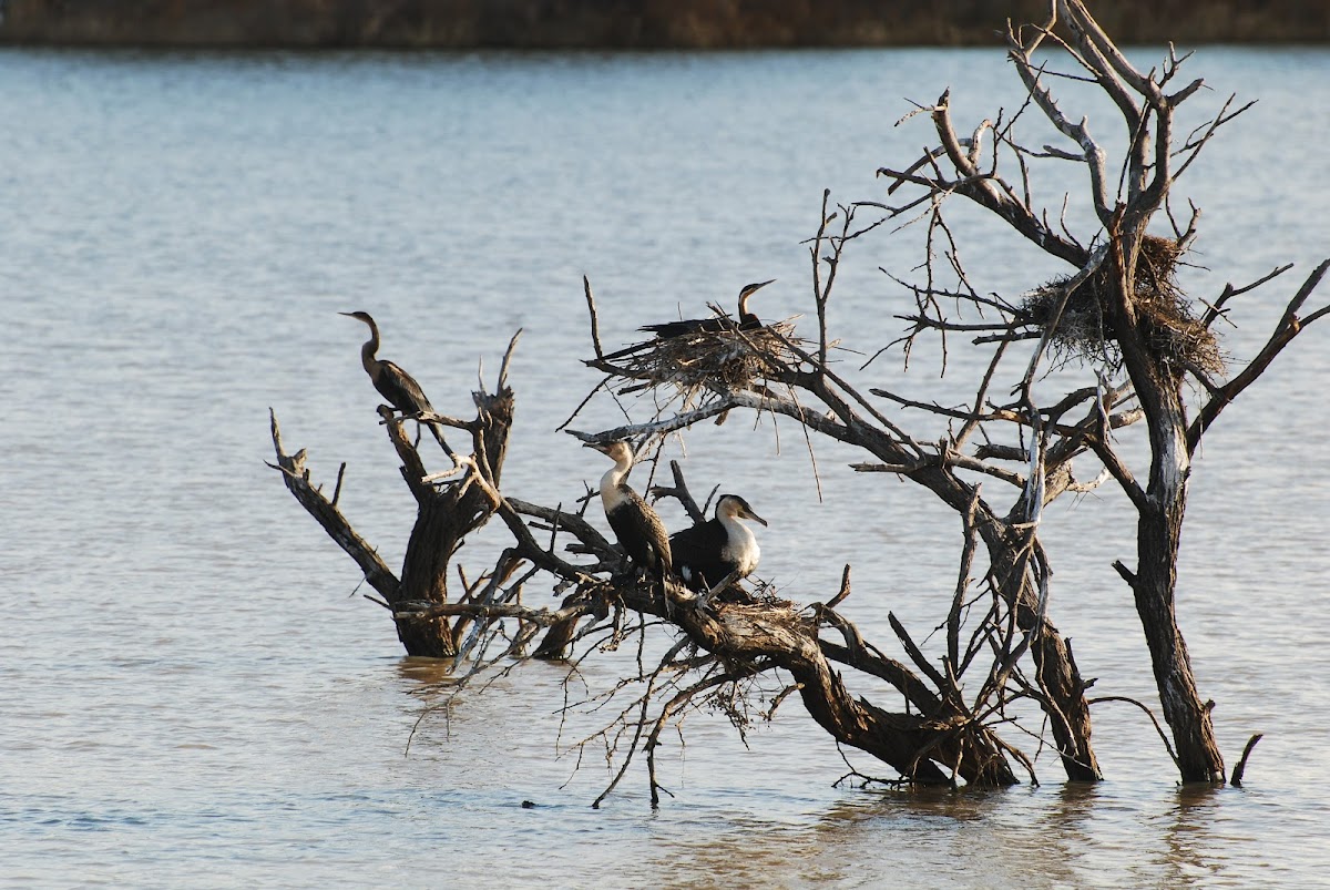 White-breasted Cormorant & African Darter