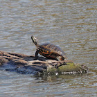 Western painted turtle