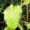 Southern Damselfly