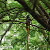 paradise flycatcher