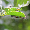 Genista Broom Moth (caterpillar)