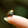 Snail