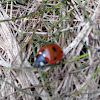 seven-spot ladybird