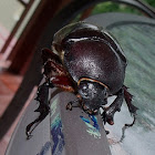 Rhinoceros Beetle (female)