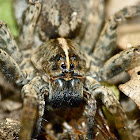 Carolina wolf spider