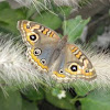 Mariposa posando en una pennisetum