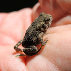 American Toad