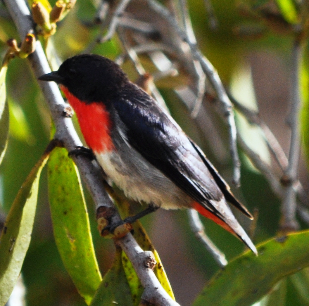 Mistletoe Bird (Male)