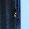 Black and Yellow Garden Spider