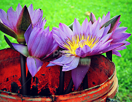 Bucket of Purple Waterlilies by Tamsin Carlisle -  