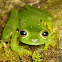 Emerald Glassfrog