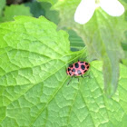 Ladybug on a Leaf