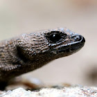 Prickly Forest Skink