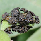 Tortoise beetle larvae