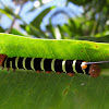 Tetrio Sphinx caterpillar