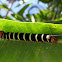 Tetrio Sphinx caterpillar