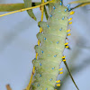 Cecropia Moth-Caterpillar