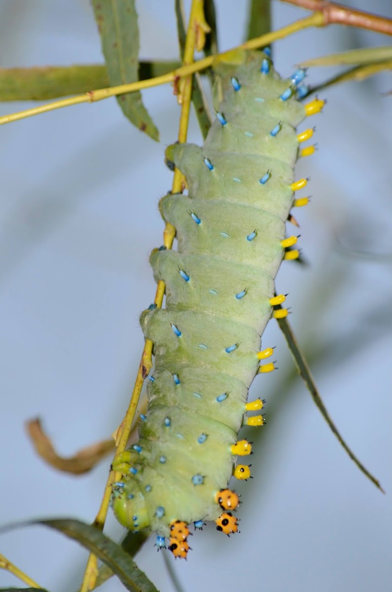 Cecropia Moth-Caterpillar
