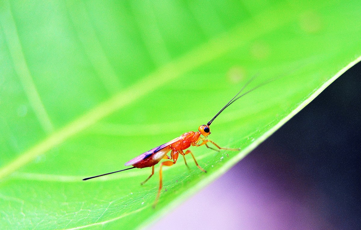Orange parasitic wasp