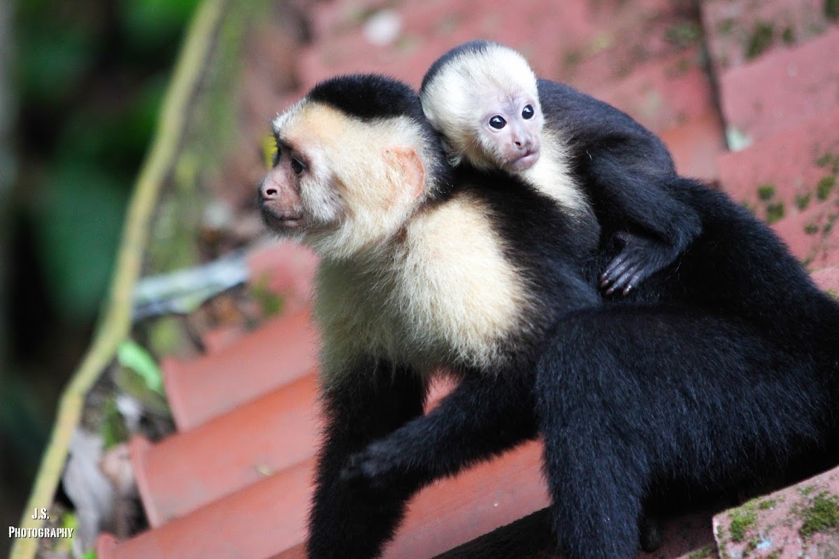 White-Faced Capuchins