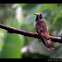 Brown Violet-ear Hummingbird