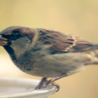 House (English) Sparrows