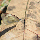 Cabbage White